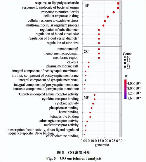麻黃細辛附子湯治療變應性鼻炎的網(wǎng)絡藥理學研究及實驗驗證